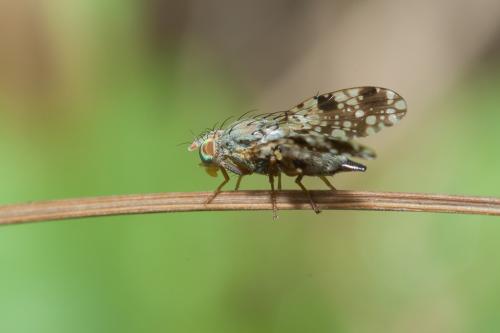 Réf. 201 191 : Tephritis matricariae