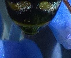 Eupeodes luniger