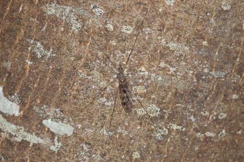 Tipula rufina