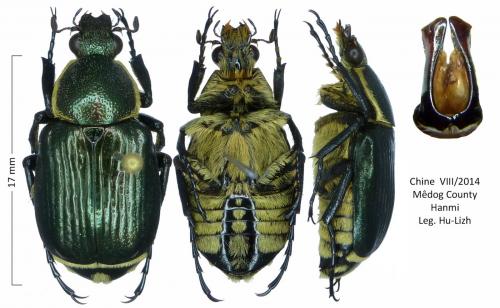 Indognorimus costipennis