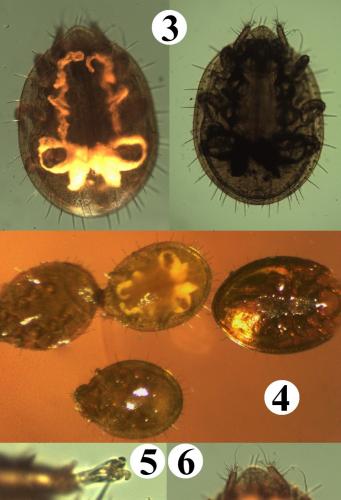 Trichouropoda obscura
