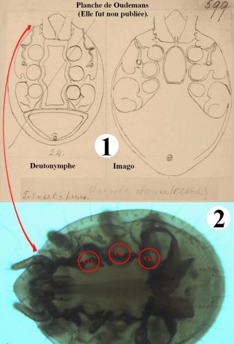 Trichouropoda obscura