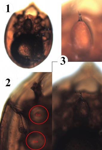 Trichouropoda obscura