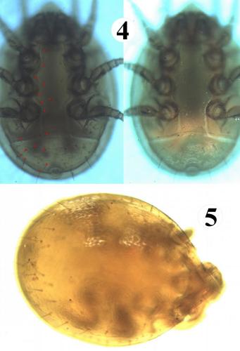 Trichouropoda obscura