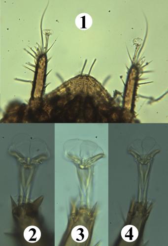 Trichouropoda obscura