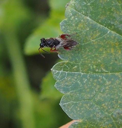 Haltichellinae