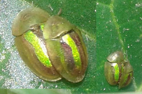 Réf. 201 333 : Cassida sp.