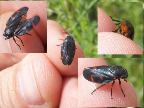 Cercopis intermedia