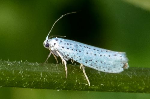 Yponomeuta evonymella