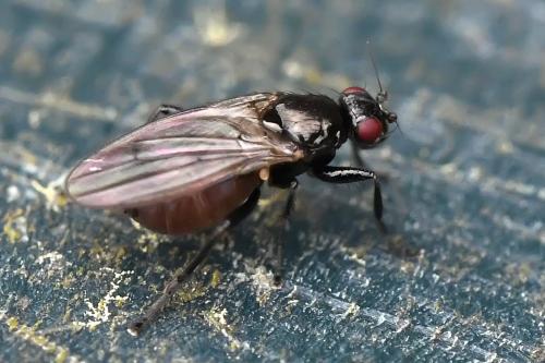 Crumomyia sp.