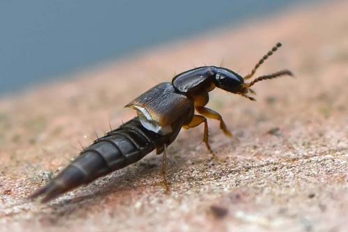 Réf. 201 006 : Quedius sp.