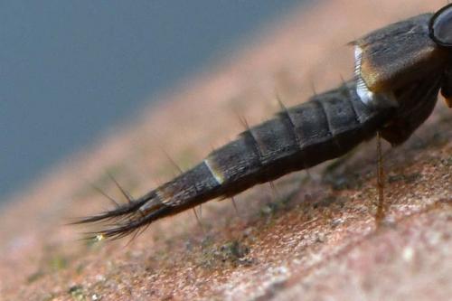 Réf. 201 007 : Staphylininae inconnu