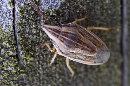 Réf. 201 075 : Aelia acuminata