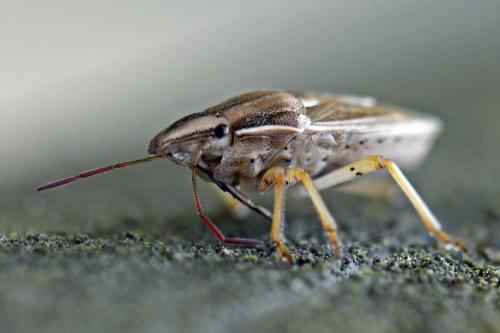 Aelia acuminata