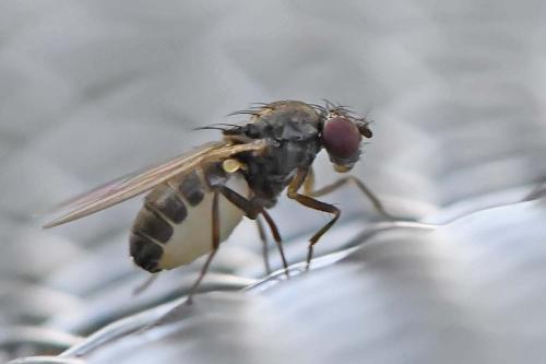 Drosophila sp.