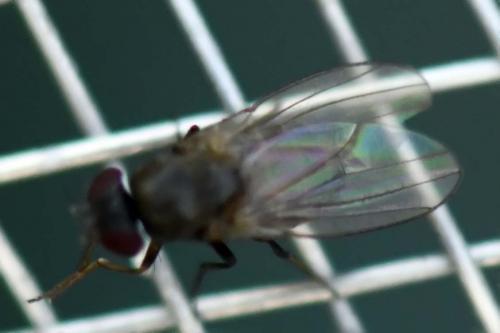 Drosophila sp.