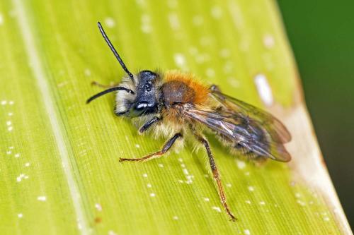Andrena fulva