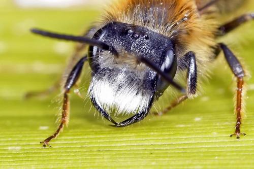 Réf. 201 561 : Andrena fulva
