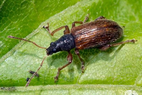 Réf. 201 286 : Phyllobius oblongus