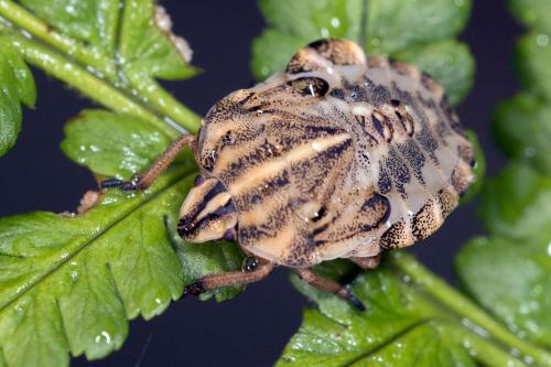 Réf. 201 106 : Graphosoma italicum