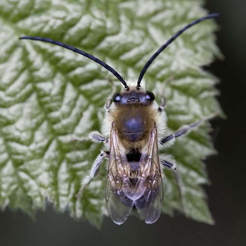 Eucera nigrescens