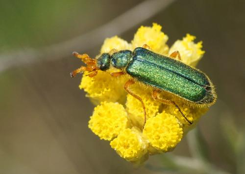 Réf. 201 628 : Cerocoma schaefferi