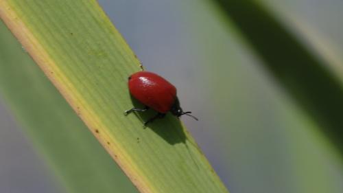 Réf. 201 017 : Chrysomela populi