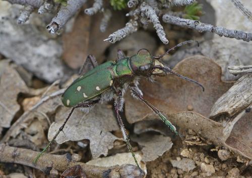 Réf. 201 924 : Cicindela maroccana pseudomaroccana