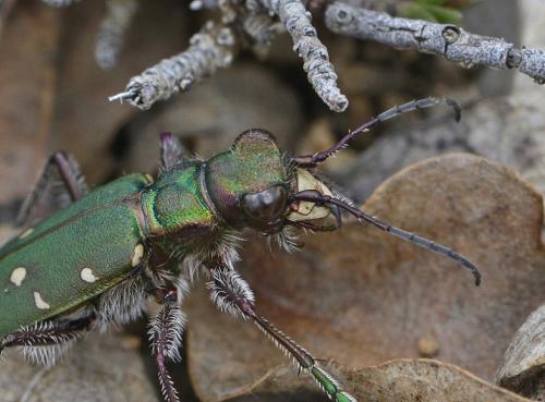 Réf. 201 926 : Cicindela maroccana pseudomaroccana