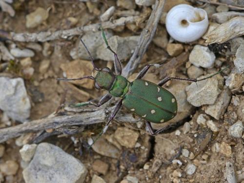Réf. 201 925 : Cicindela maroccana pseudomaroccana