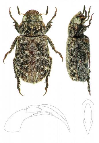 Adoretus ignacei