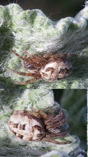 Réf. 201 128 : Larinioides suspicax
