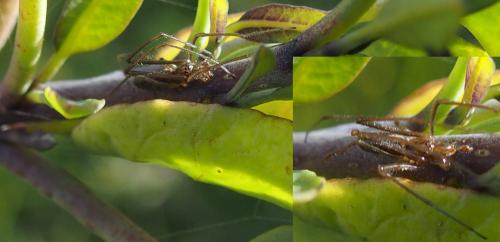 Tetragnatha sp.