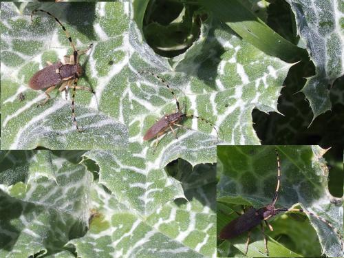 Réf. 201 903 : Agapanthia annularis