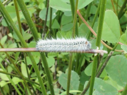 Lasiocampa trifolii