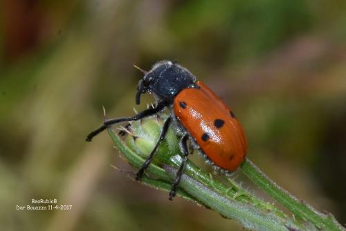 Réf. 201 603 : Lachnaia sp.