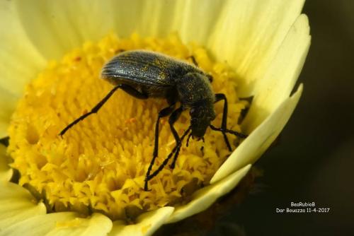 Réf. 201 605 : Heliosthraema sp.
