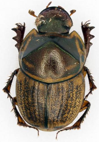 Onthophagus obliquus