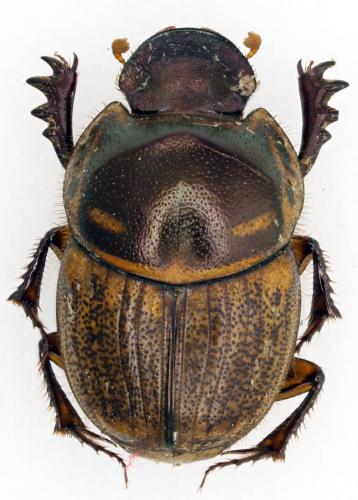 Réf. 201 746 : Onthophagus sp.