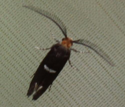 Réf. 201 257 : Incurvaria masculella
