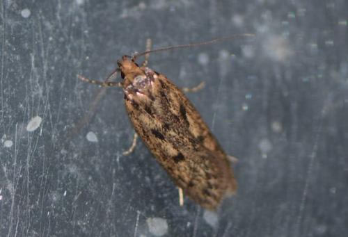 Réf. 201 269 : Hofmannophila pseudospretella