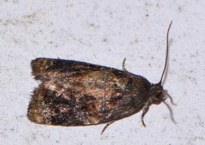 Réf. 201 487 : Ditula angustiorana