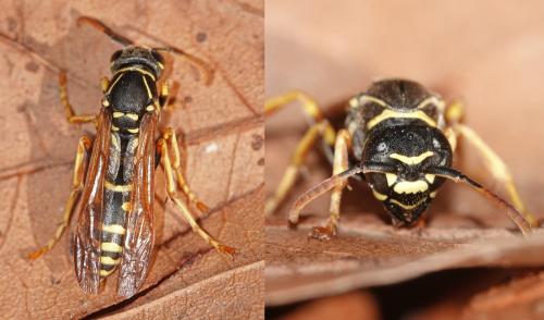 Polistes nimpha