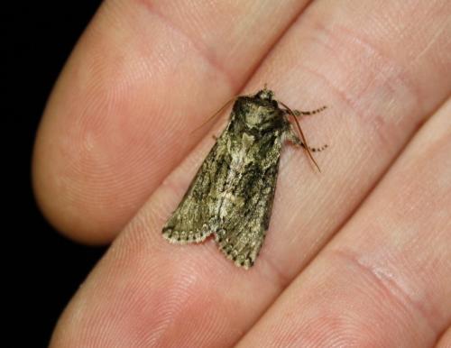 Polyploca ridens