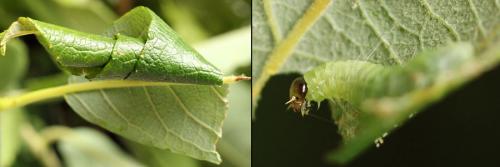 Pamphilius gyllenhali