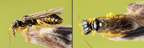 Pamphilius gyllenhali