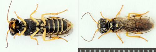 Pamphilius gyllenhali
