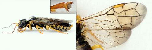 Pamphilius gyllenhali