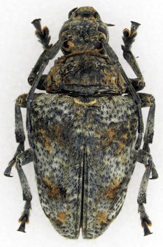 Dichostatoides sp.