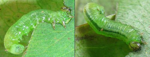 Euura myosotidis